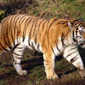 Скільки видів тигрів існує