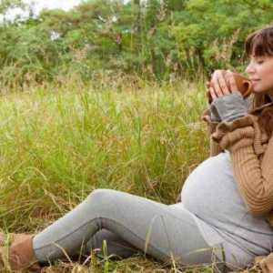 Які трави можна пити при вагітності