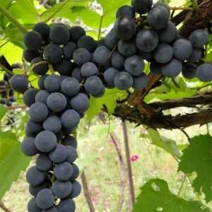 Коли садити виноград