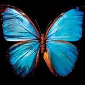 Крила метелика - прекрасна загадка природи