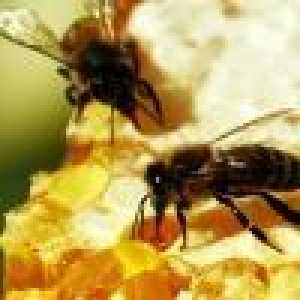 Лікувальні властивості продуктів бджільництва