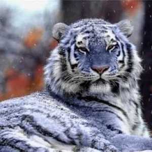 Мальтійський блакитний тигр - міф чи реальність
