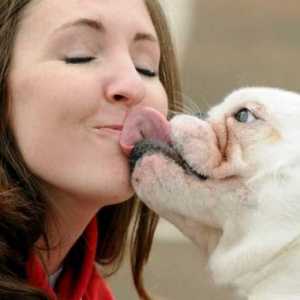 Виявляється, поцілунки з собаками корисні - заява вчених
