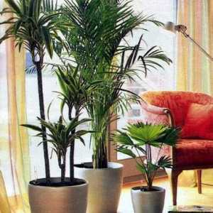Органічні добрива для кімнатних рослин