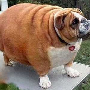 Ожиріння у собак