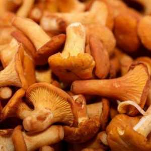 Чому гриби вважаються важкою їжею