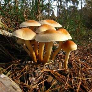 Чому не можна збирати гриби