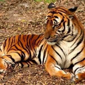 Чому тигр смугастий