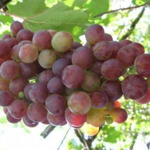 Корисні властивості винограду лидия