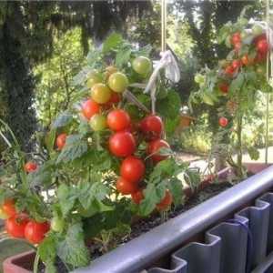 Ранні сорти томатів для балконів і домашніх городів