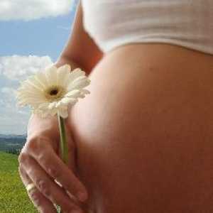 Розрахунок терміну вагітності і пологів