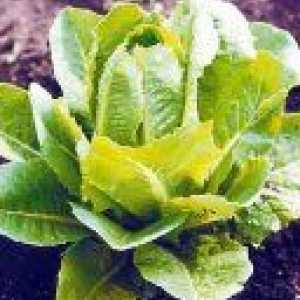 Салат ромен - цілющий овоч