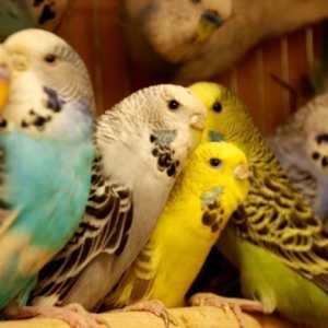 Найпоширеніші хвороби хвилястих папужок