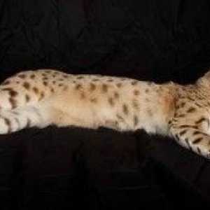 Найбільший кіт у світі | рекорд гіннеса