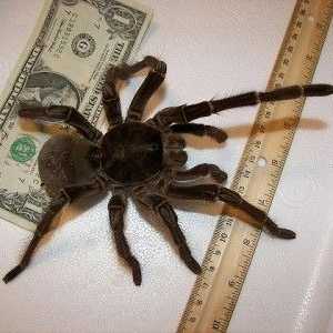 Найбільший павук у світі. Фото і відео найбільшого павука.