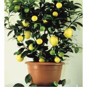 Тонкощі догляду за лимонним деревом в домашніх умовах