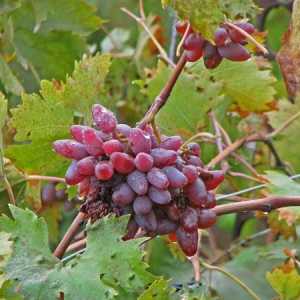Виноград «оригінал»: особливості сорту