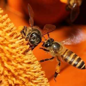 Навіщо бджолам мед