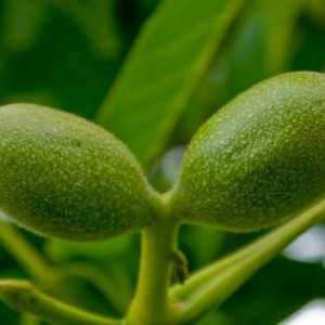 Зелені волоські горіхи: настоянка і варення
